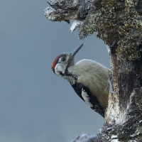 Himalayan woodpecker | 