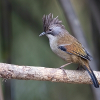 Hoary-throated Barwing | 