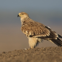 Imperial Eagle | Juvenile