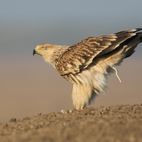 Imperial Eagle | Juvenile