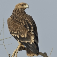Imperial eagle | Juvenile