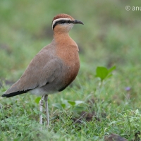 Indian Courser | 