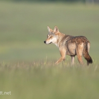 Indian Gray Wolf | 