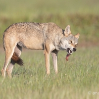 Indian Gray Wolf | 