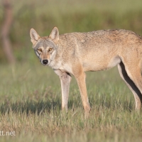 Indian Gray Wolf | 