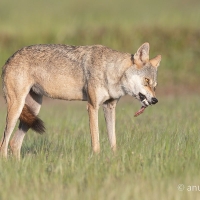 Indian Gray Wolf | 