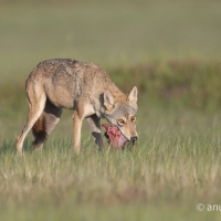 Indian Gray Wolf | 