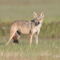 Indian Gray Wolf | 