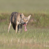 Indian Gray Wolf | 
