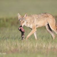 Indian Gray Wolf | 