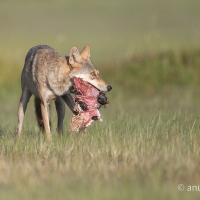 Indian Gray Wolf | 