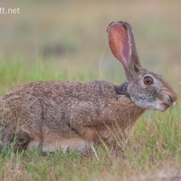 Indian Hare | 