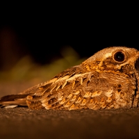 Indian Nightjar | 