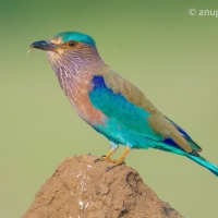 Indian Roller | 