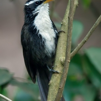 Indian Schimitar babbler | 
