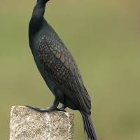 Indian Shag | 