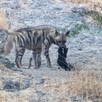Indian Striped Hyena | 
