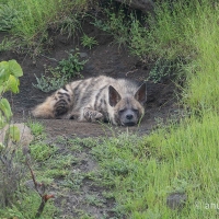 Indian Striped Hyena | 