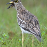 Indian Thick Knee | 