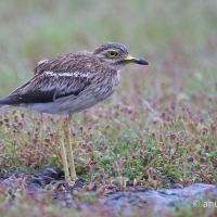 Indian Thick Knee | 