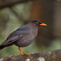 Indian blackbird | 