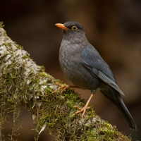Indian blackbird | 