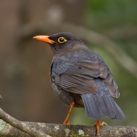Indian blackbird | 