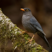 Indian blackbird | 
