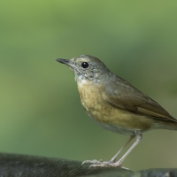 Indian blue robin | Female