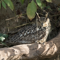 Indian eagle owl | 