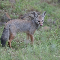 Indian fox | 