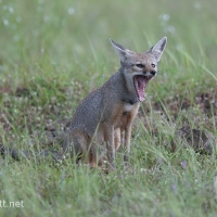 Indian fox | 