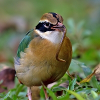 Indian pitta | 
