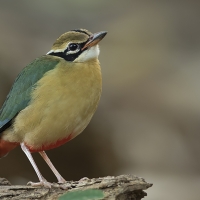 Indian pitta | 