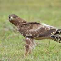 Indian spotted eagle | 