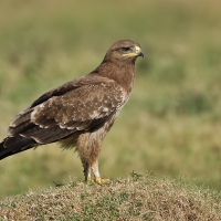 Indian spotted eagle | 