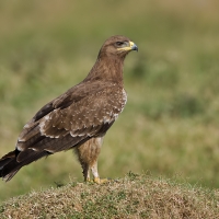 Indian spotted eagle | 
