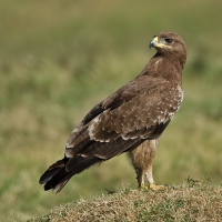 Indian spotted eagle | 