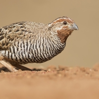 Jungle bush quail | Male
