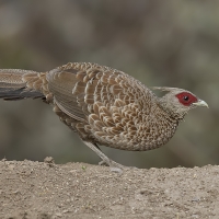 Khaleej pheasant | Female