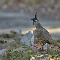 Koklass Pheasant | Male