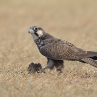 Laggar falcon | 