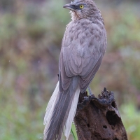 Large gray Babbler | 