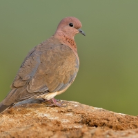 Laughing dove | 