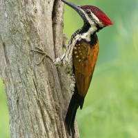 Lesser Flameback Woodpecker | 