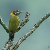 Lesser Yellow-nape Woodpecker | 