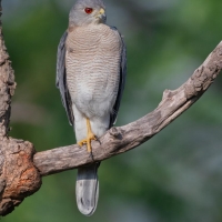 Little-banded Goshawk (Shikra) | Male