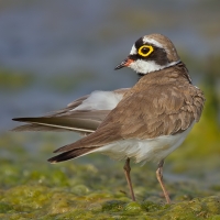 Little-ringed plover | 