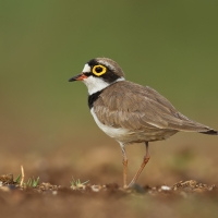 Little-ringed plover | 
