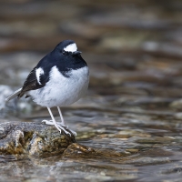 Little Forktail | 
